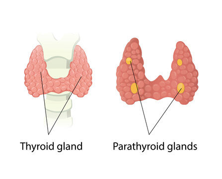 Thyroid and Parathyroid glands anatomy