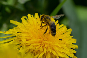 Black wild bee on yellow dandelion flower collecting pollen