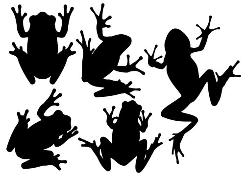 Frogs in the set. Vector image.