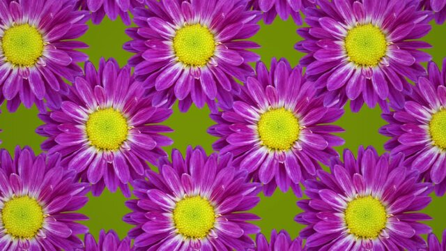 Purple chrysanthemum animated pattern on a green background. Floral seamless loop concept animation