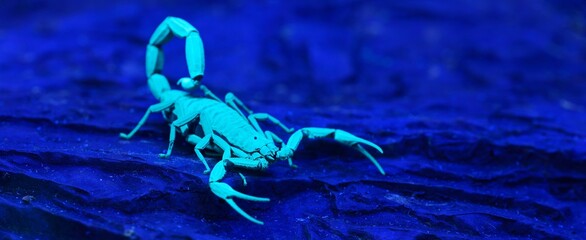 Bright blue scorpion Centruroides gracilis glowing under UV light, purple background. Environmental conservation, wildlife, zoology, carcinology theme. Panoramic image - obrazy, fototapety, plakaty