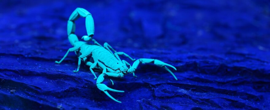 Bright blue scorpion Centruroides gracilis glowing under UV light, purple background. Environmental conservation, wildlife, zoology, carcinology theme. Panoramic image