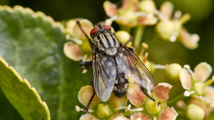 fly on a flower