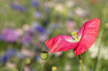 Obraz premium Colourful wild flowers, including poppies and cornflowers, on a roadside verge in Eastcote, West London UK. The Borough of Hillingdon has been planting wild flowers next to roads to support wildlife.