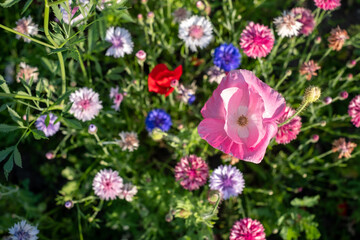 Colourful wild flowers, including poppies and cornflowers, on a roadside verge in Eastcote, West London UK. The Borough of Hillingdon has been planting wild flowers next to roads to support wildlife.