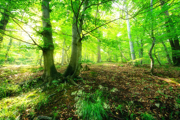 Grüner saftiger Wald. Frische Atmosphäre