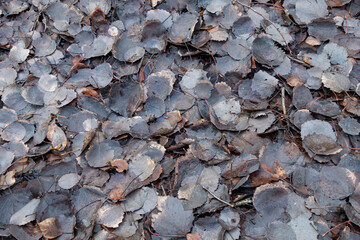 Old fallen dark leaves lie on the ground, texture of old foliage.