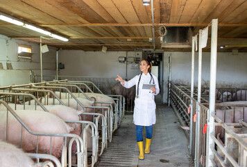 Veterinarian walking in facility checking counting pigs using tablet.