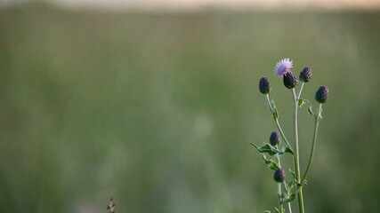 Purple flower, lyric background, loopable