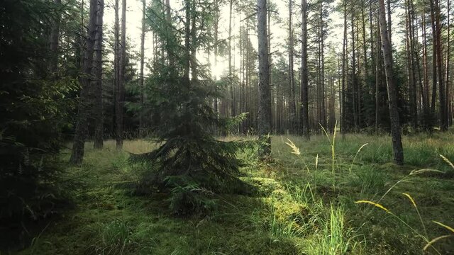 Sunrise in summer forest with tall trees. 