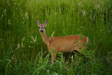 Portrait of a Roe Deer Standing in High Grass