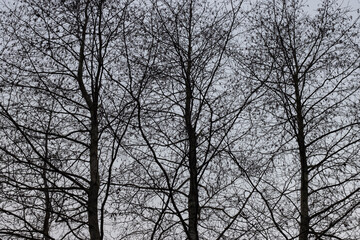 Silhouettes of trees with branches without leaves at dusk, cold gloomy landscape.