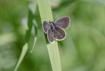 Obraz premium Brauner Waldvogel