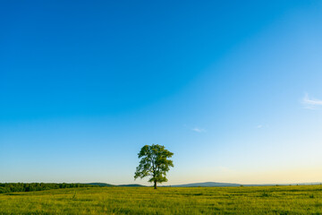 Fototapeta na wymiar Lonely tree in a yellow-green field.