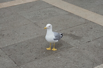 seagull in the Piazza San Marco