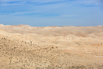 Fototapeta na wymiar Judean Desert in clear weather, Israel. White sand dunes and blue sky. Local man on a donkey on a hill. Wadi Qelt land