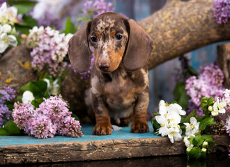 Dog dachshund and flowers spring purple lilac , dog portrait