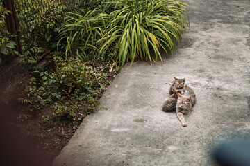 Tabby cat mother with her kittens resting in the yard