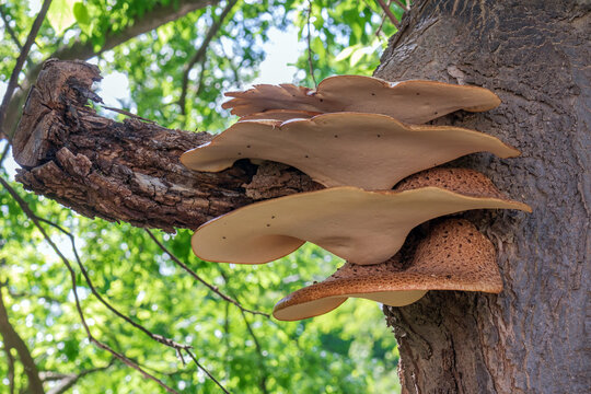 Close-up of a parasitic fungus growing on a tree