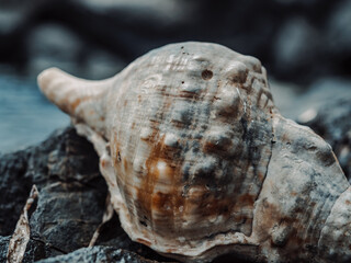 Colossal seashell resting on a beautiful beach (Cabo de Palos - La Manga) in Murcia. Sea, waves, seashell. Image of sea rocks with a summery essence.