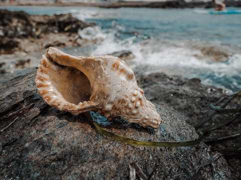 Colossal seashell resting on a beautiful beach (Cabo de Palos - La Manga) in Murcia. Sea, waves, seashell. Image of sea rocks with a summery essence.