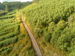 Aerial view of dirty road with forest and vegetation around