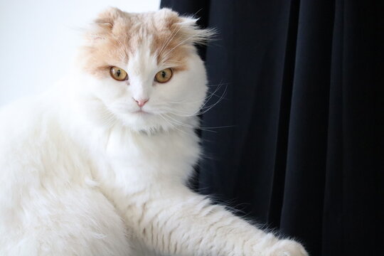 1 3 Best スコティッシュフォールド Images Stock Photos Vectors Adobe Stock