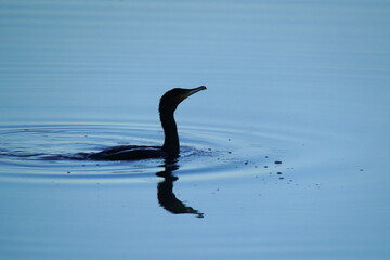 Silhouette of a cormorant swimming on a tranquil lake