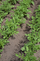 Smooth rows of young potato bushes stretching into the distance. The land between them is freshly cultivated