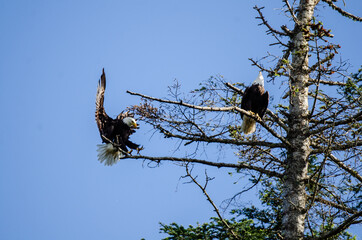 Landing Eagle - A bald eagle flys in for a landing on a brittle branch at the top of a tree while another perched eagle looks on
