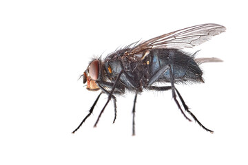 common housefly isolated on white background, beautiful fly side view