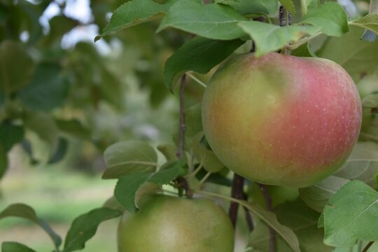 Red and green apple on a tree