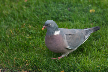 pigeon on grass