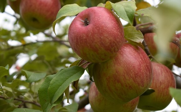 Red apples on a tree