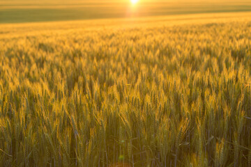 Background of ripening ears of wheat field and sunlight. Crops field. Selective focus