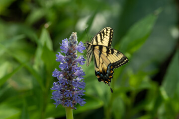 butterfly on flower