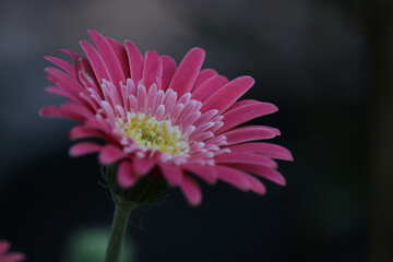 pink daisy macro