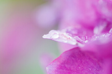 梅雨の時期に鮮やかな色の花を咲かせて楽しませてくれる紫陽花。雨上りの水滴が残る花びらをマクロレンズでクローズアップ。ピンクの紫陽花の花言葉は「元気な女性」「強い愛情」