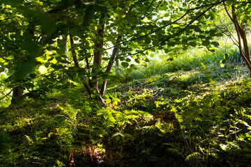 A green forest with beams of sun light coming from the top of the trees