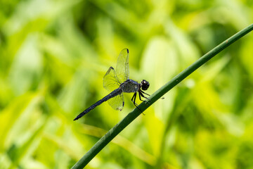 dragonfly resting on a grass