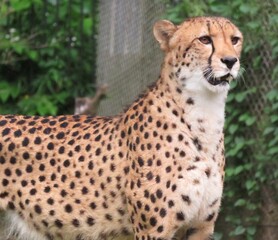 チーター