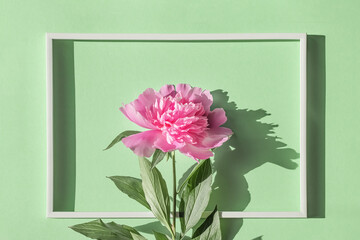 Summer composition made of pink peony flower on pastel green background with white frame.  Flat lay. Top view. Nature concept