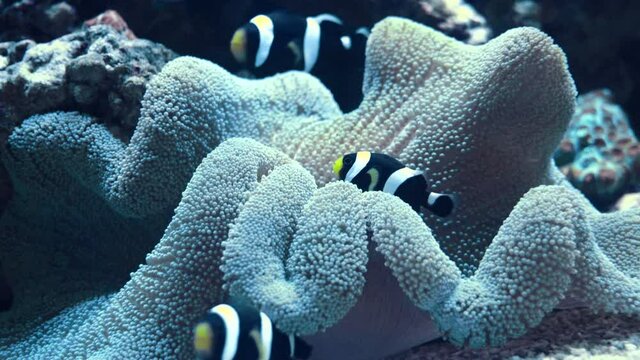 Several clown fishes swimming among carpeted actinia. 