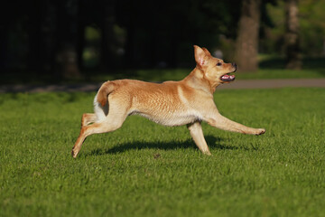 Naklejka na ściany i meble Active wet yellow Labrador Retriever dog running outdoors on a lawn with a short green grass