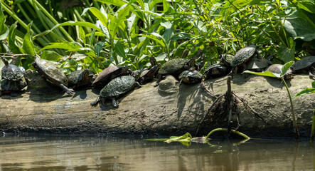 Turtles on log