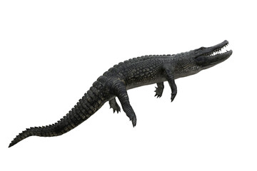 3D illustration of an Alligator swimming upwards with mouth open isolated on white.