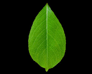 tree leaf on black background