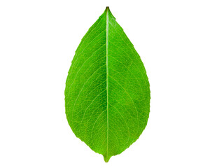 tree leaf on white background