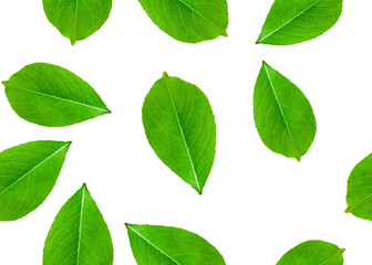 pattern with green leaves of a tree