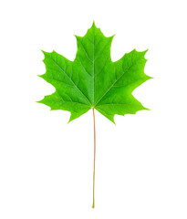 maple leaf on white background